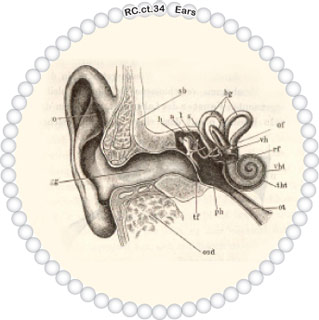 Ears