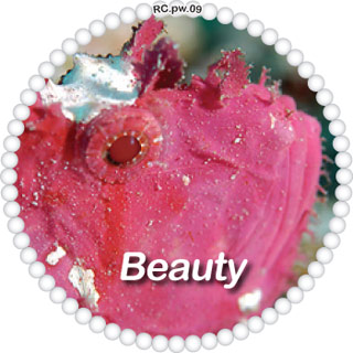 Beauty